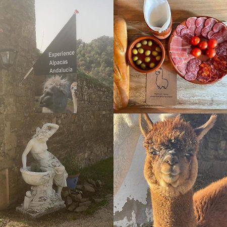 Experience Alpacas In Andalucia Apartamento Córdova Exterior foto