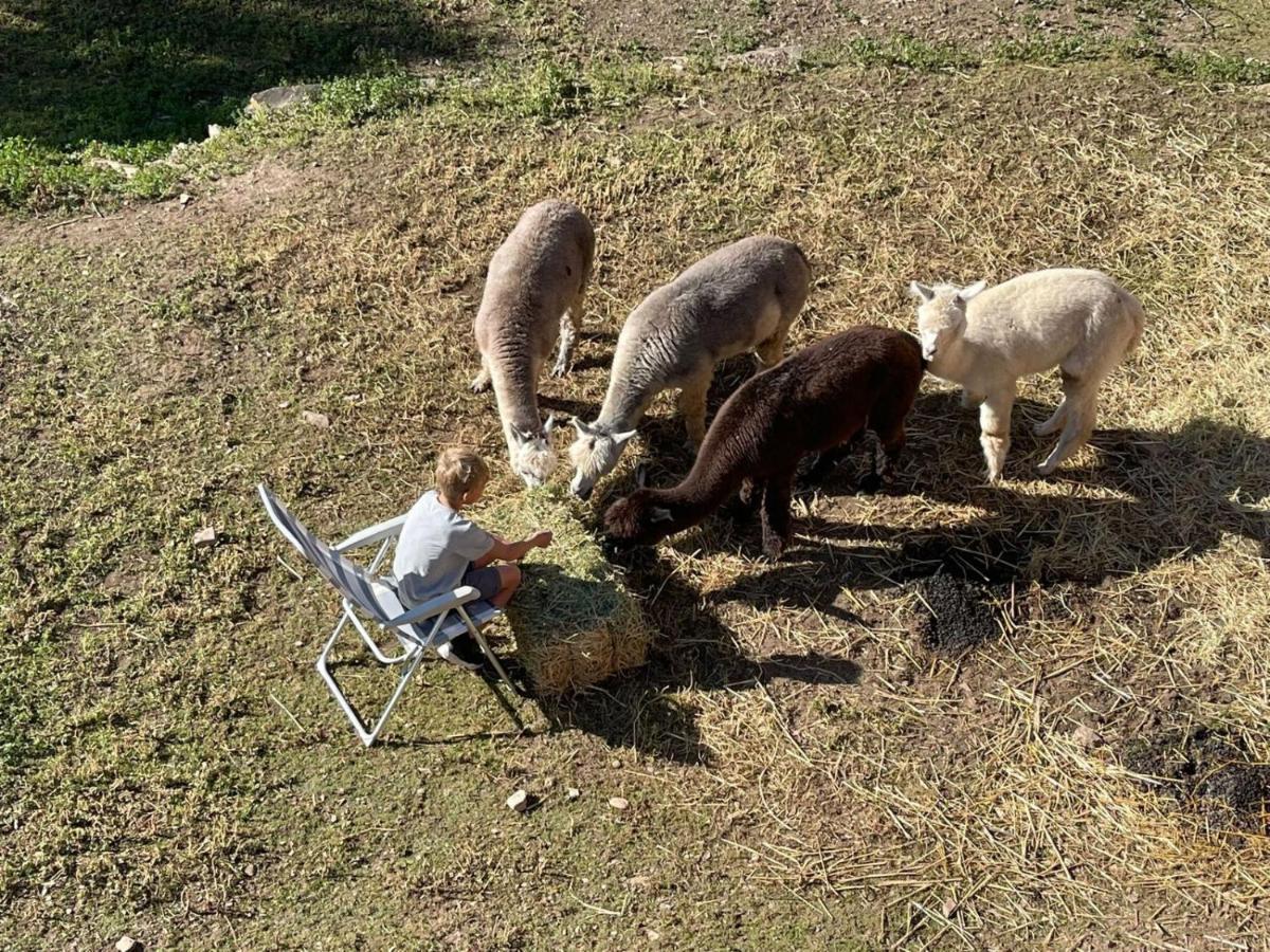 Experience Alpacas In Andalucia Apartamento Córdova Exterior foto