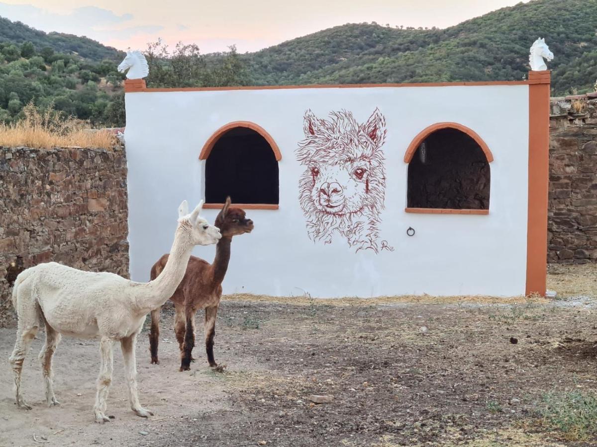 Experience Alpacas In Andalucia Apartamento Córdova Exterior foto